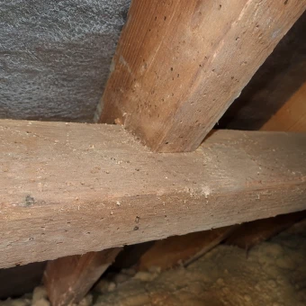 Timber Wood Rot Assessment - AI Generated Image